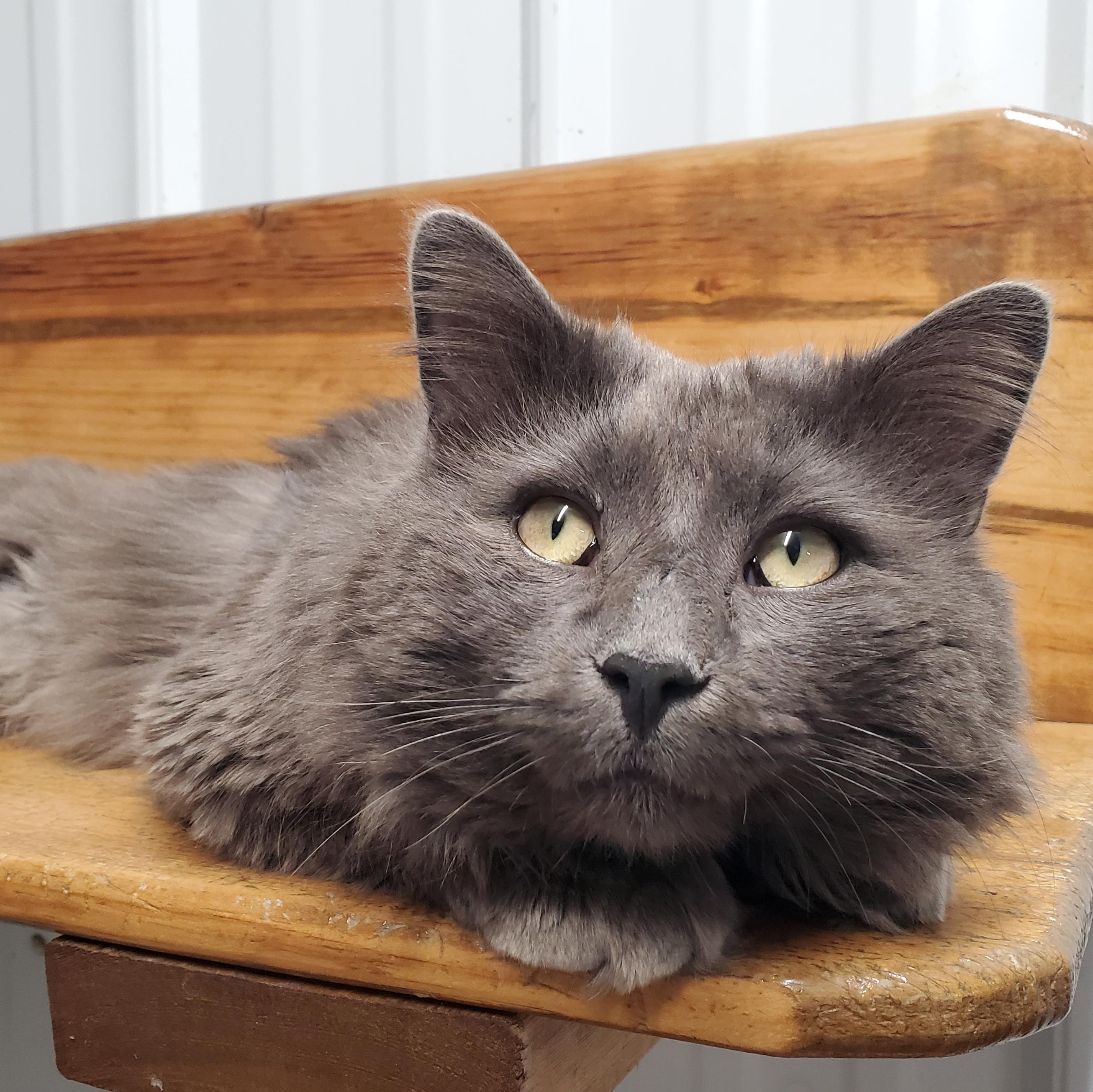 Enlarge Alfie, a ADOPTABLE Domestic Long Hair in Marseilles, IL image 1/1