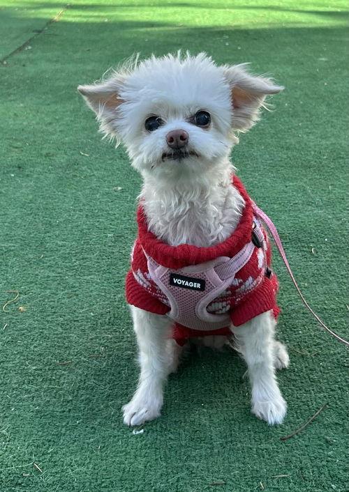 Nala, ADOPTABLE, Adult Female Chihuahua.