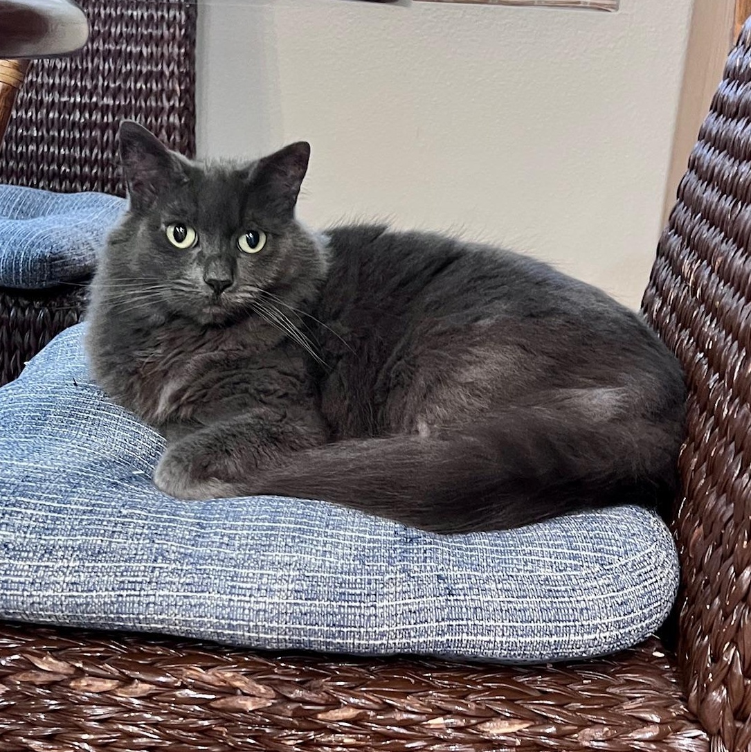 Enlarge Dolly, a ADOPTABLE Domestic Long Hair in Irvine, CA image 4/4