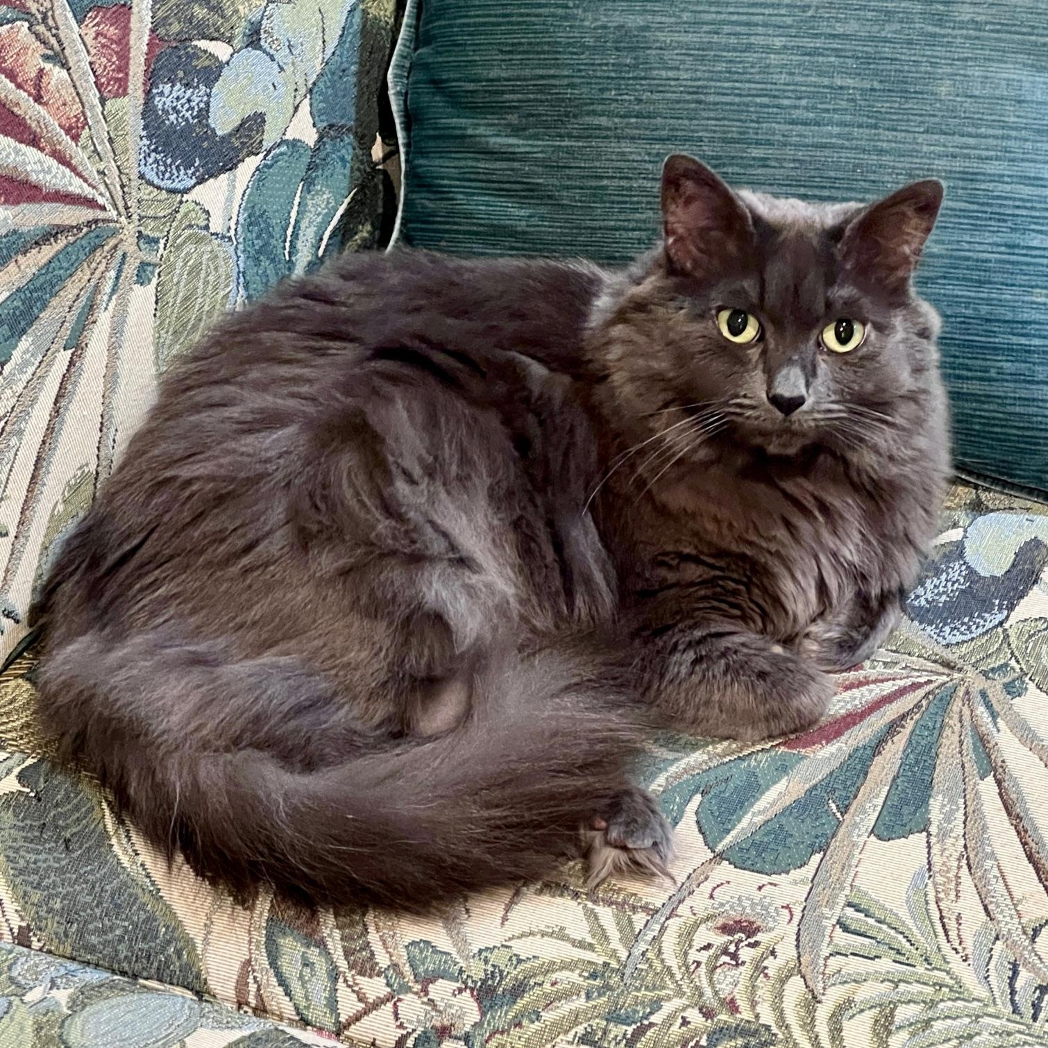 Dolly, ADOPTABLE, Senior Female Domestic Long Hair.