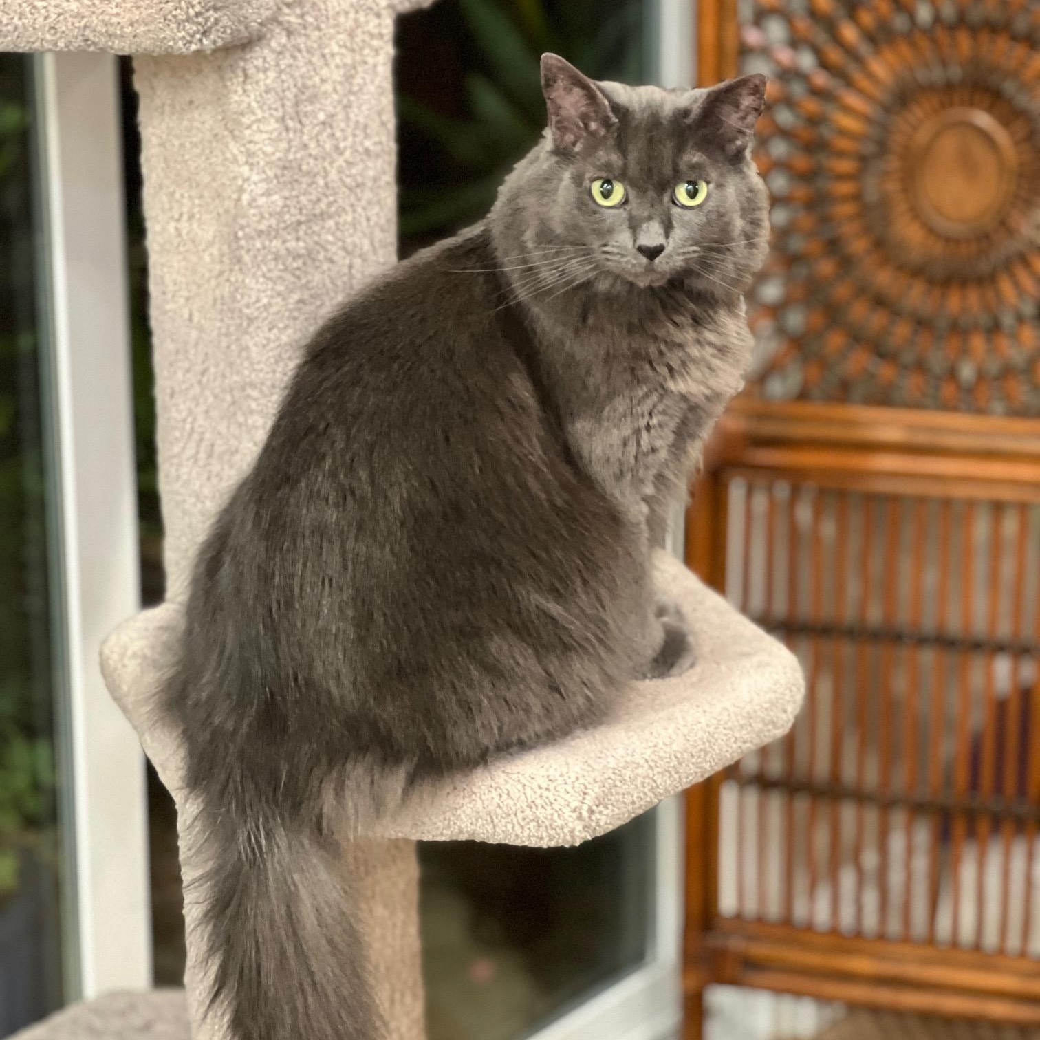 Enlarge Dolly, a ADOPTABLE Domestic Long Hair in Irvine, CA image 3/4