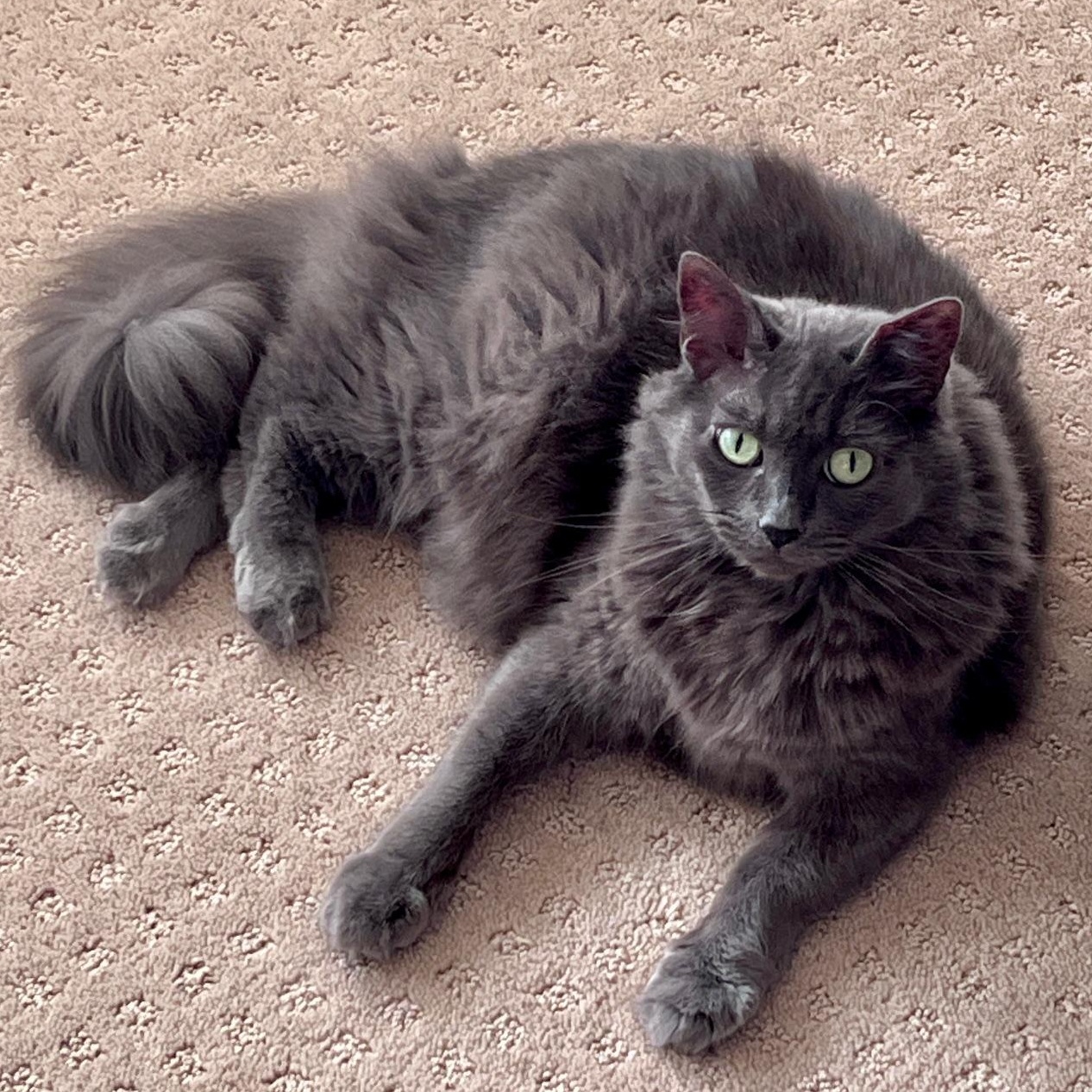 Enlarge Dolly, a ADOPTABLE Domestic Long Hair in Irvine, CA image 2/4