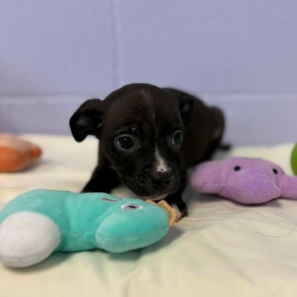 Enlarge Piglet, a ADOPTABLE mixed breed in Bardstown, KY image 3/3