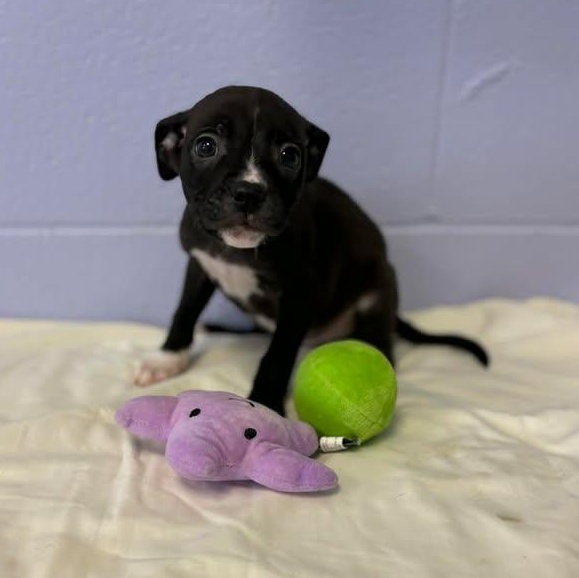 Enlarge Piglet, a ADOPTABLE mixed breed in Bardstown, KY image 2/3