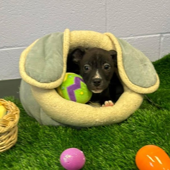 Enlarge Piglet, a ADOPTABLE mixed breed in Bardstown, KY image 1/3