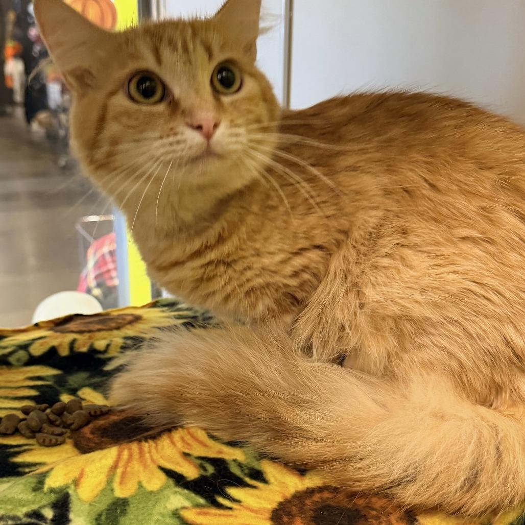 Pumpkin Spice, Adoptable, Adult Female Domestic Short Hair.
