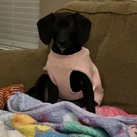 Blitzen, Adoptable, Puppy Female Labrador Retriever.