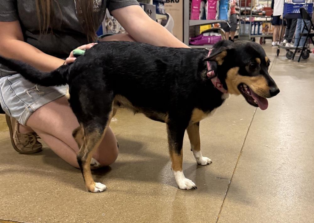 Enlarge Zoey, a Adoptable mixed breed in South Bend, IN image 1/6