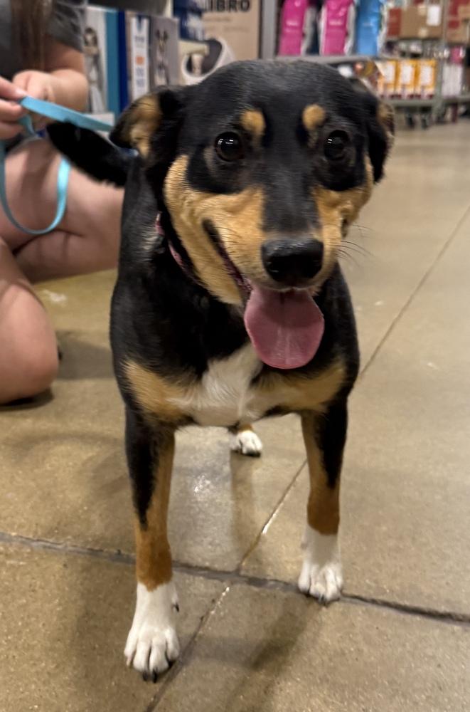 Enlarge Zoey, a Adoptable mixed breed in South Bend, IN image 2/6