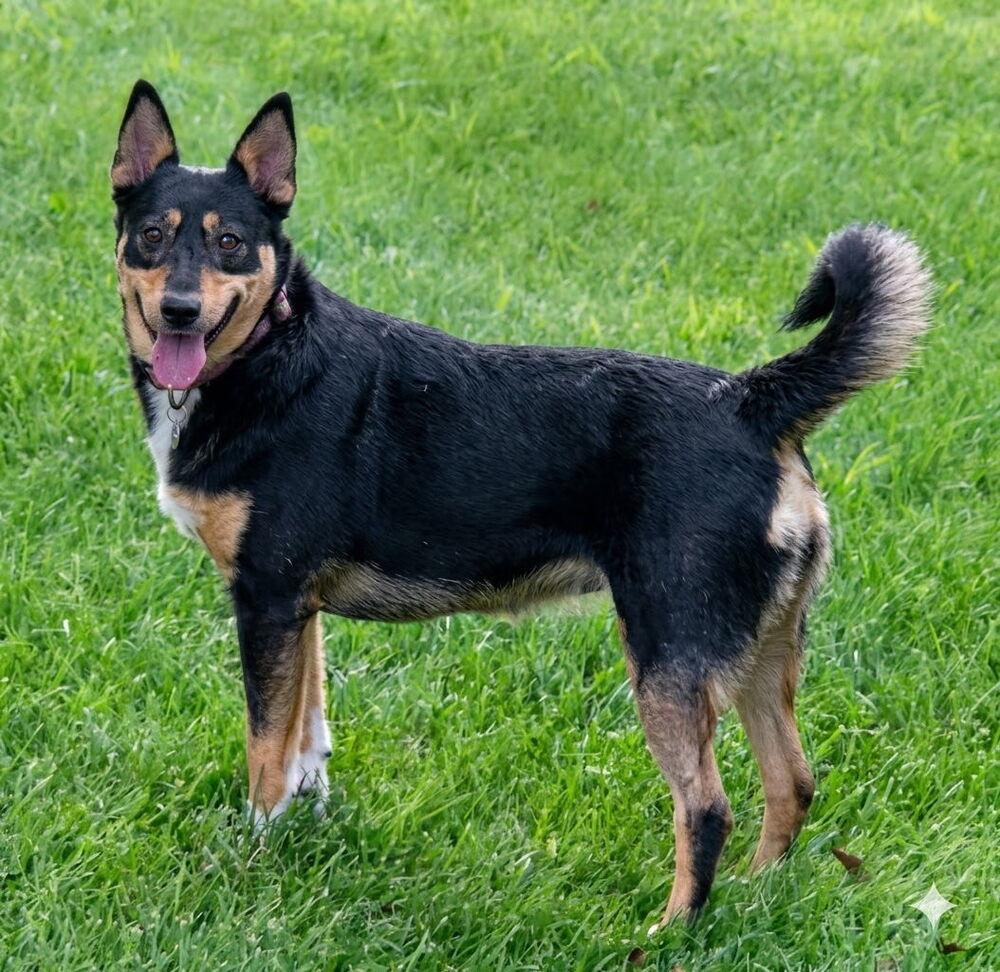 Enlarge Zoey, a Adoptable mixed breed in South Bend, IN image 3/6