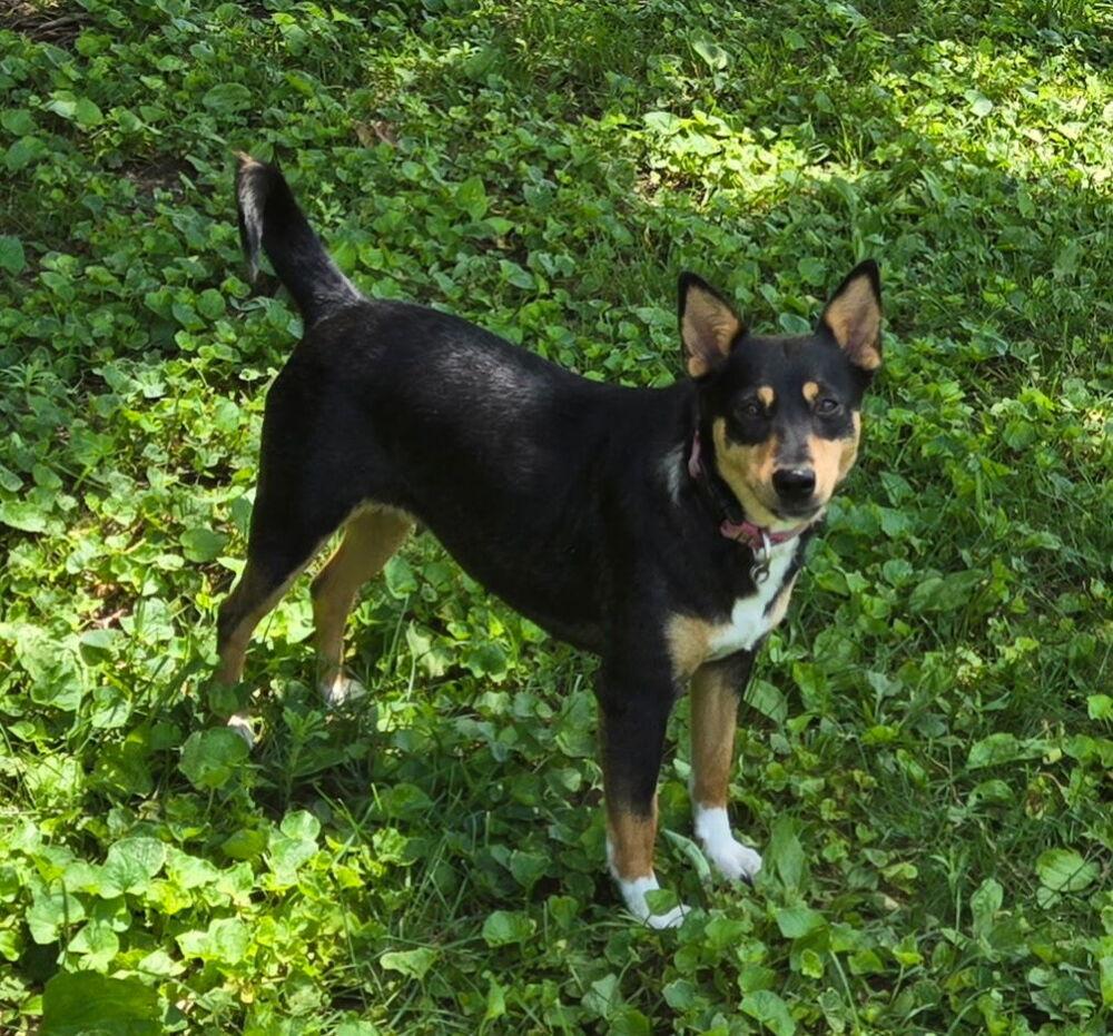 Zoey, Adoptable, Adult Female Cattle Dog.