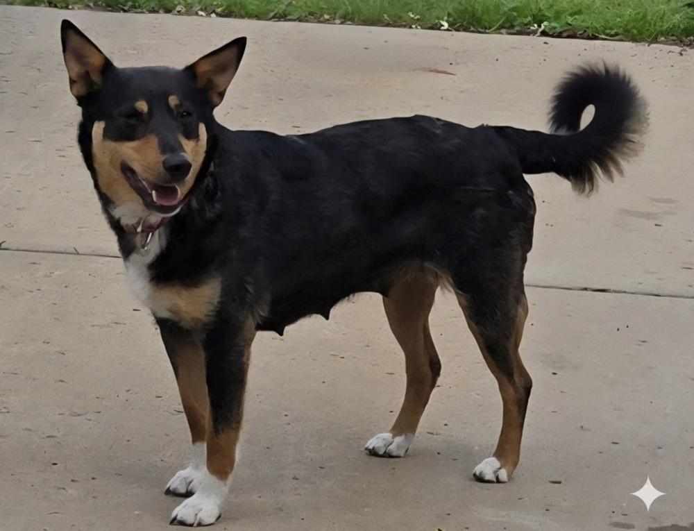 Zoey, Adoptable, Adult Female Cattle Dog.