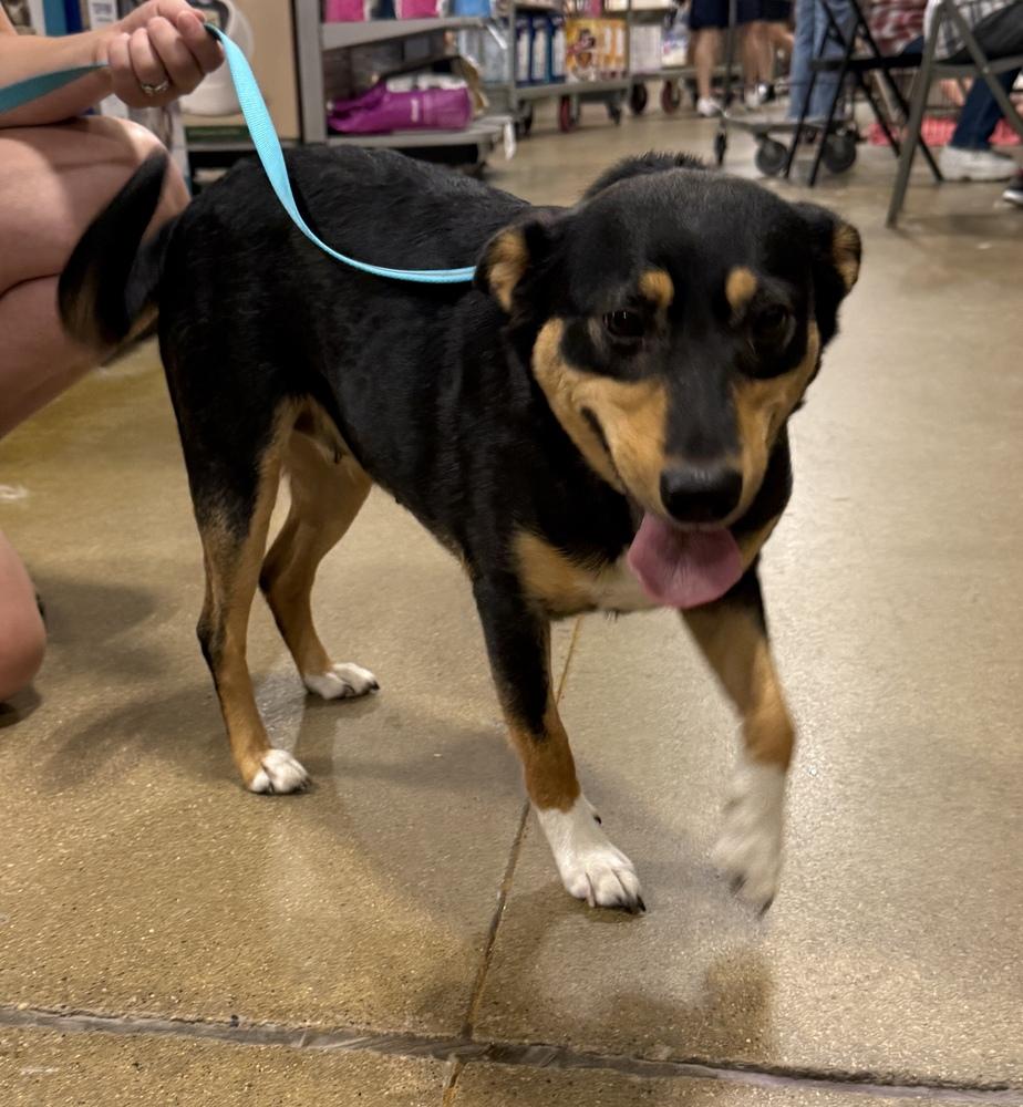 Enlarge Zoey, a Adoptable mixed breed in South Bend, IN image 4/6