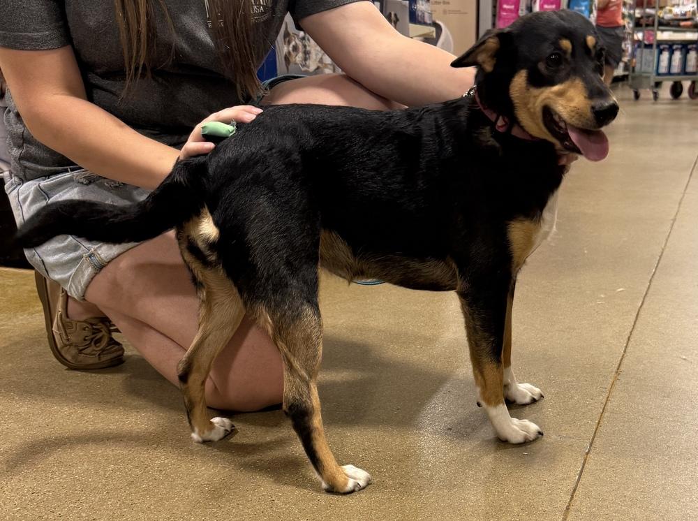 Enlarge Zoey, a Adoptable mixed breed in South Bend, IN image 5/6