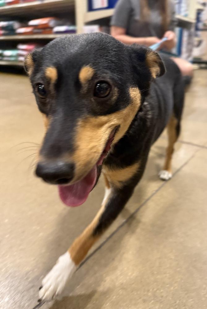 Enlarge Zoey, a Adoptable mixed breed in South Bend, IN image 6/6