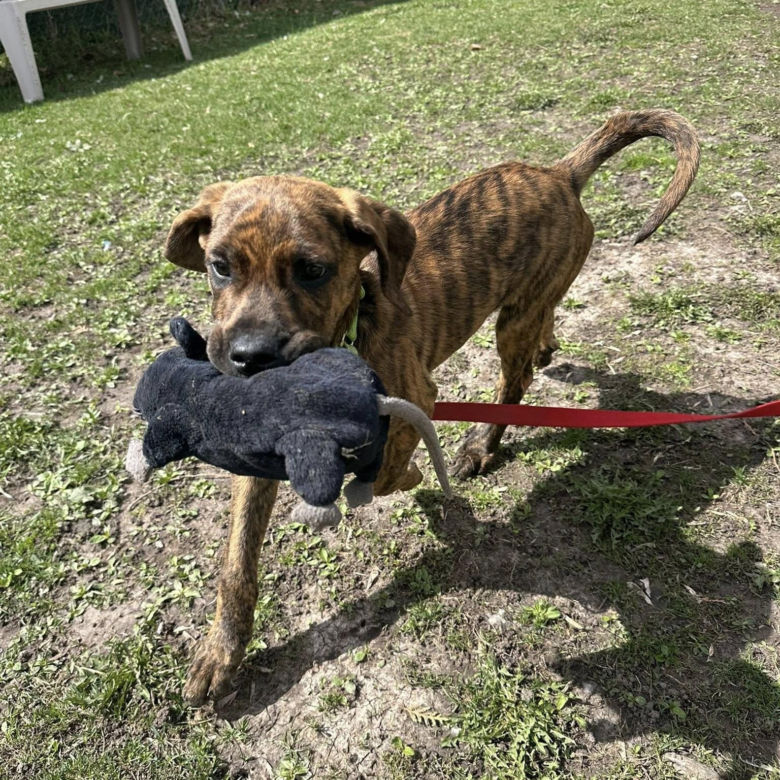 Enlarge Odie-Sweet as can be!, a ADOPTABLE mixed breed in Oshkosh, WI image 3/4