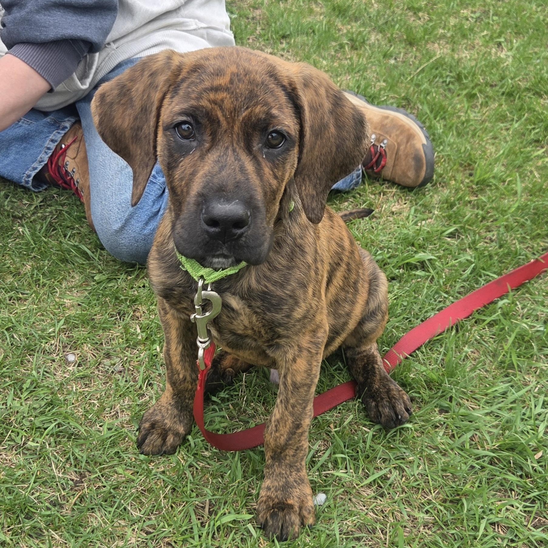 Enlarge Odie-Sweet as can be!, a ADOPTABLE mixed breed in Oshkosh, WI image 1/4