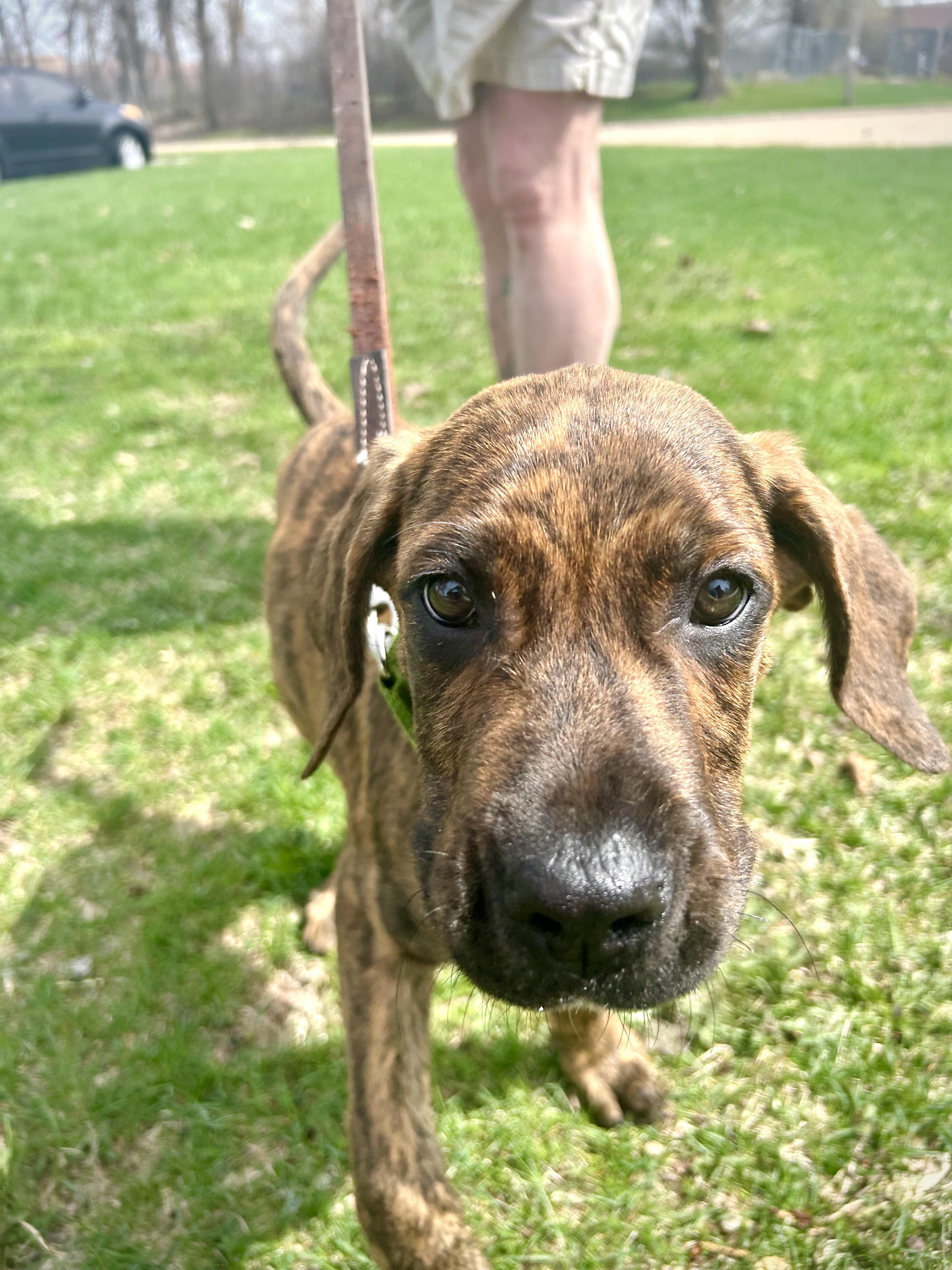 Enlarge Odie-Sweet as can be!, a ADOPTABLE mixed breed in Oshkosh, WI image 2/4