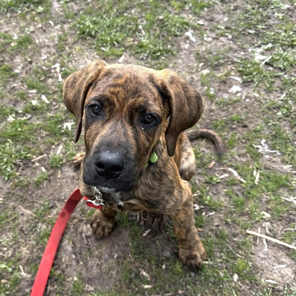 Enlarge Odie-Sweet as can be!, a ADOPTABLE mixed breed in Oshkosh, WI image 4/4