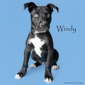 Windy, Adoptable, Puppy Female Labrador Retriever & Mixed Breed.