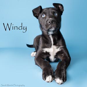 Enlarge Windy, a Adoptable mixed breed in Ruidoso, NM image 1/1