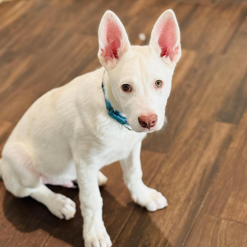Bam Bam, Adoptable, Puppy Male Australian Shepherd & Mixed Breed.