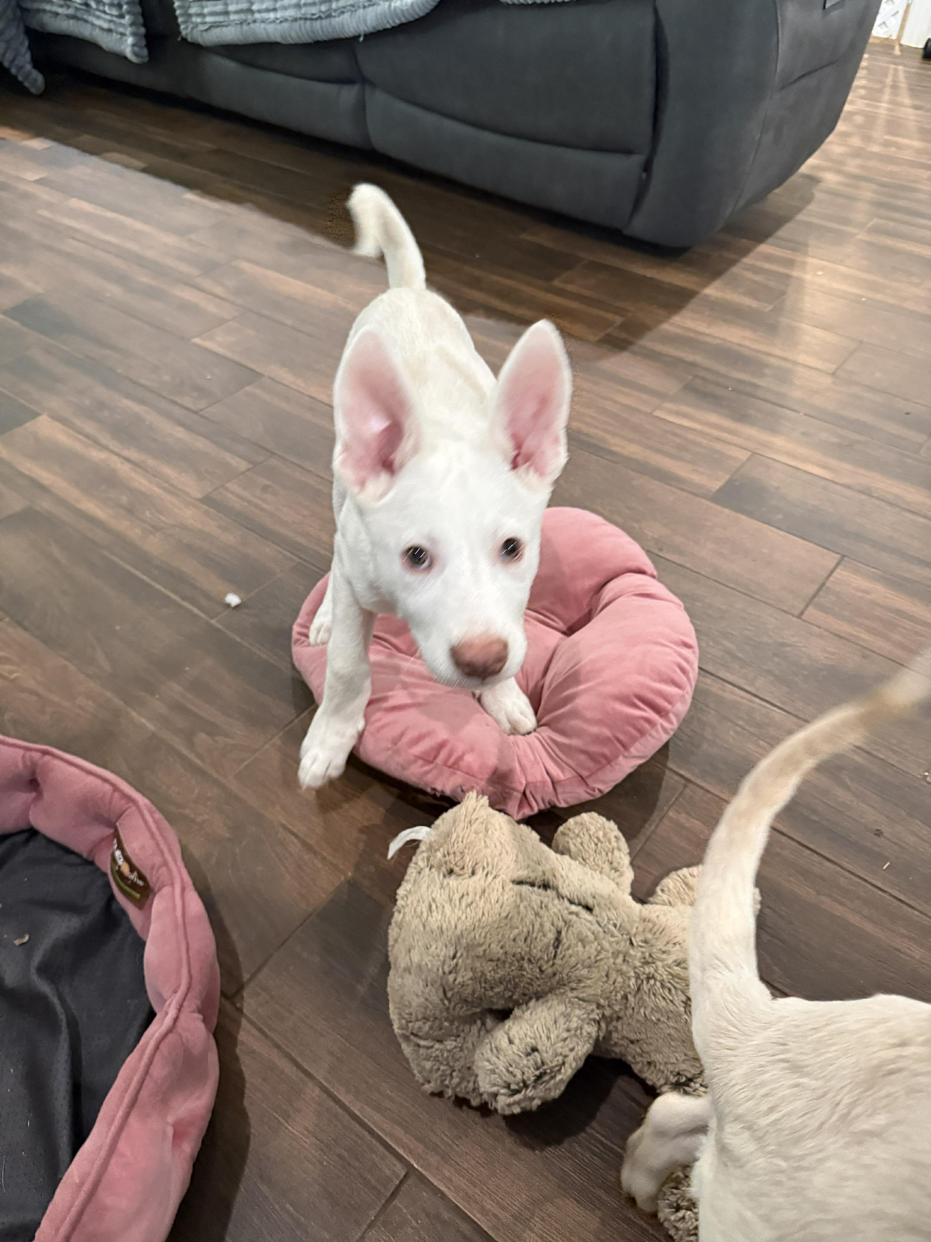 Enlarge Bam Bam, a Adoptable mixed breed in Ann Arbor, MI image 4/6