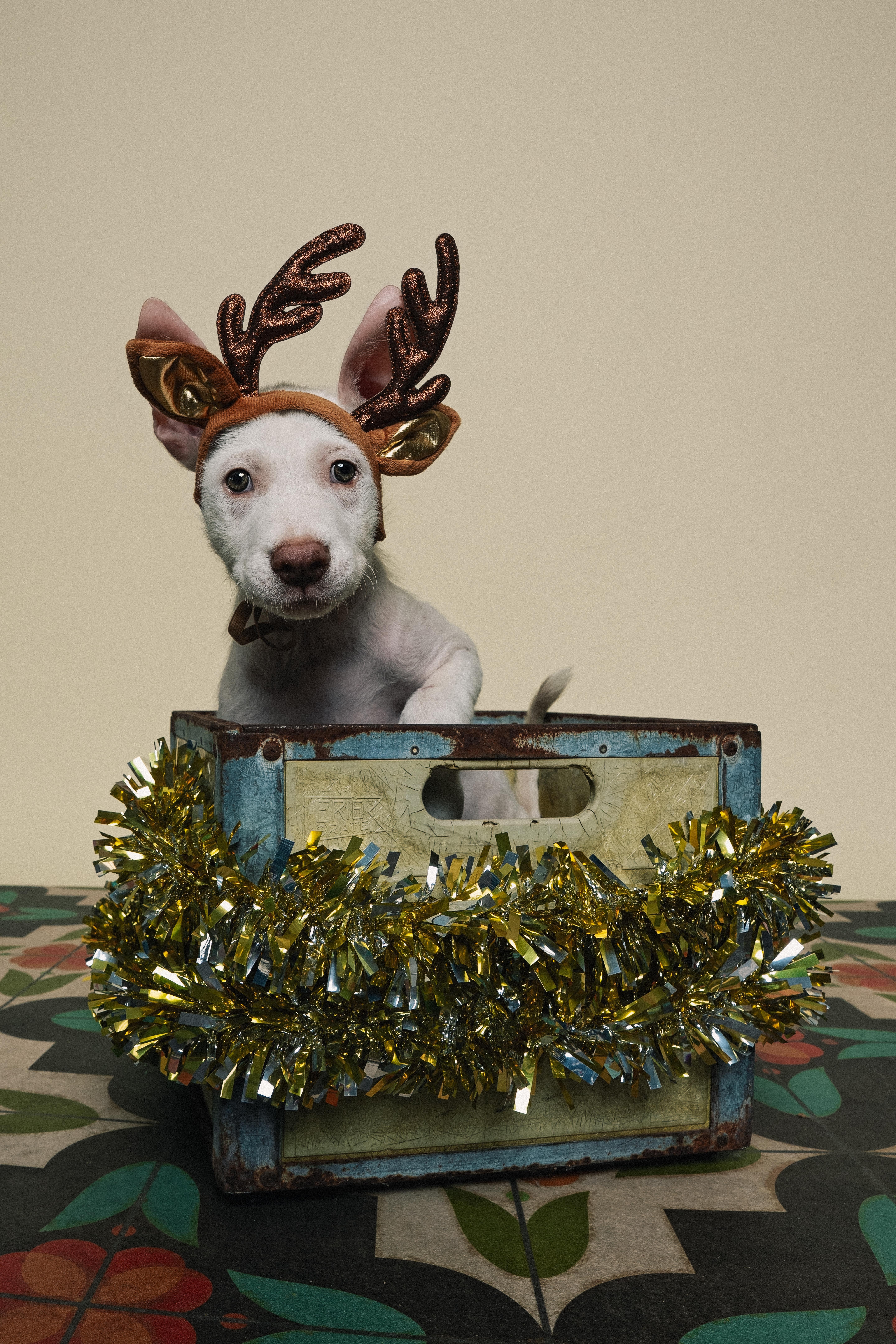 Enlarge Bam Bam, a Adoptable mixed breed in Ann Arbor, MI image 5/6