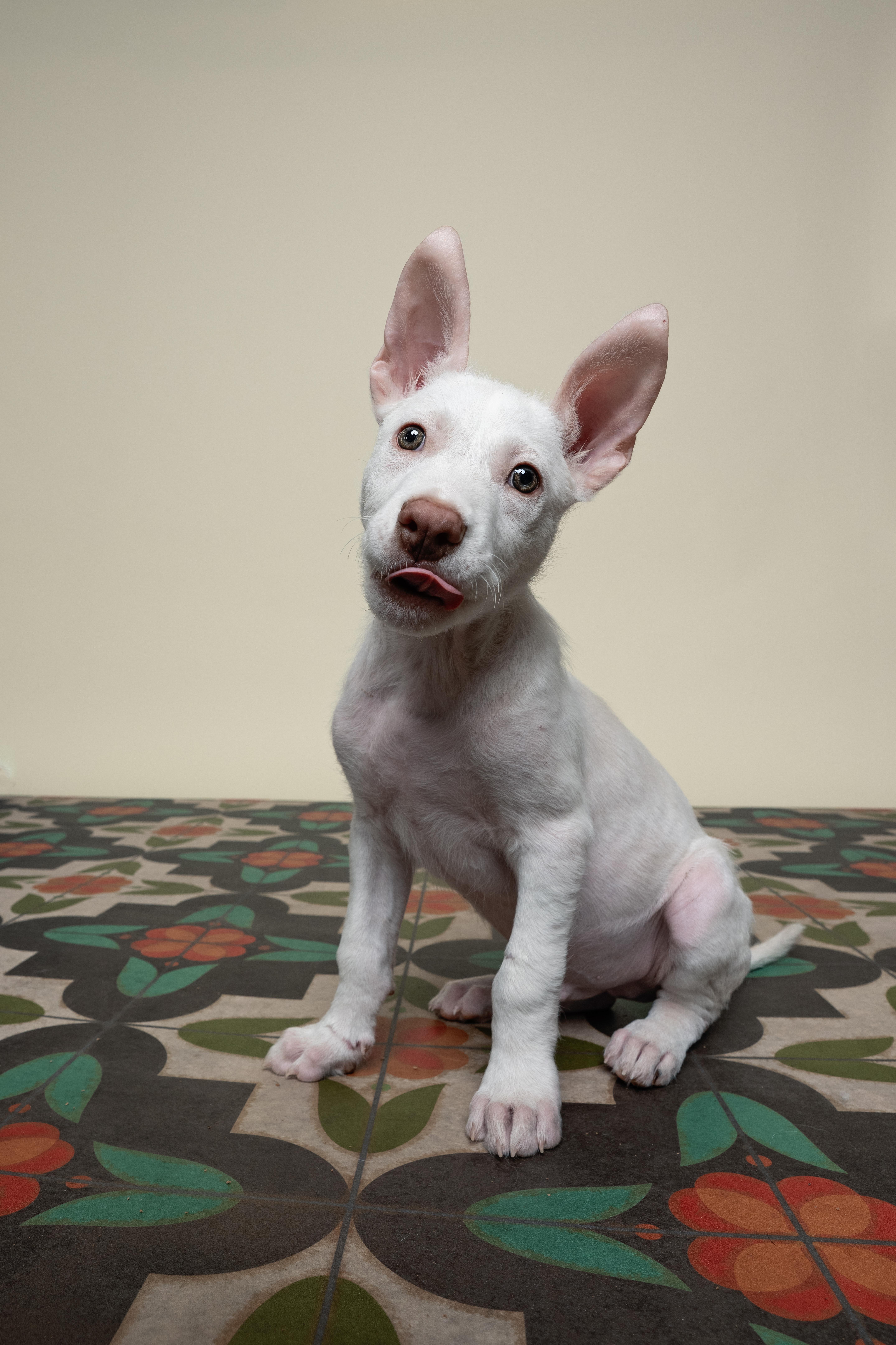 Bam Bam, Adoptable, Puppy Male Husky & Australian Cattle Dog / Blue Heeler.