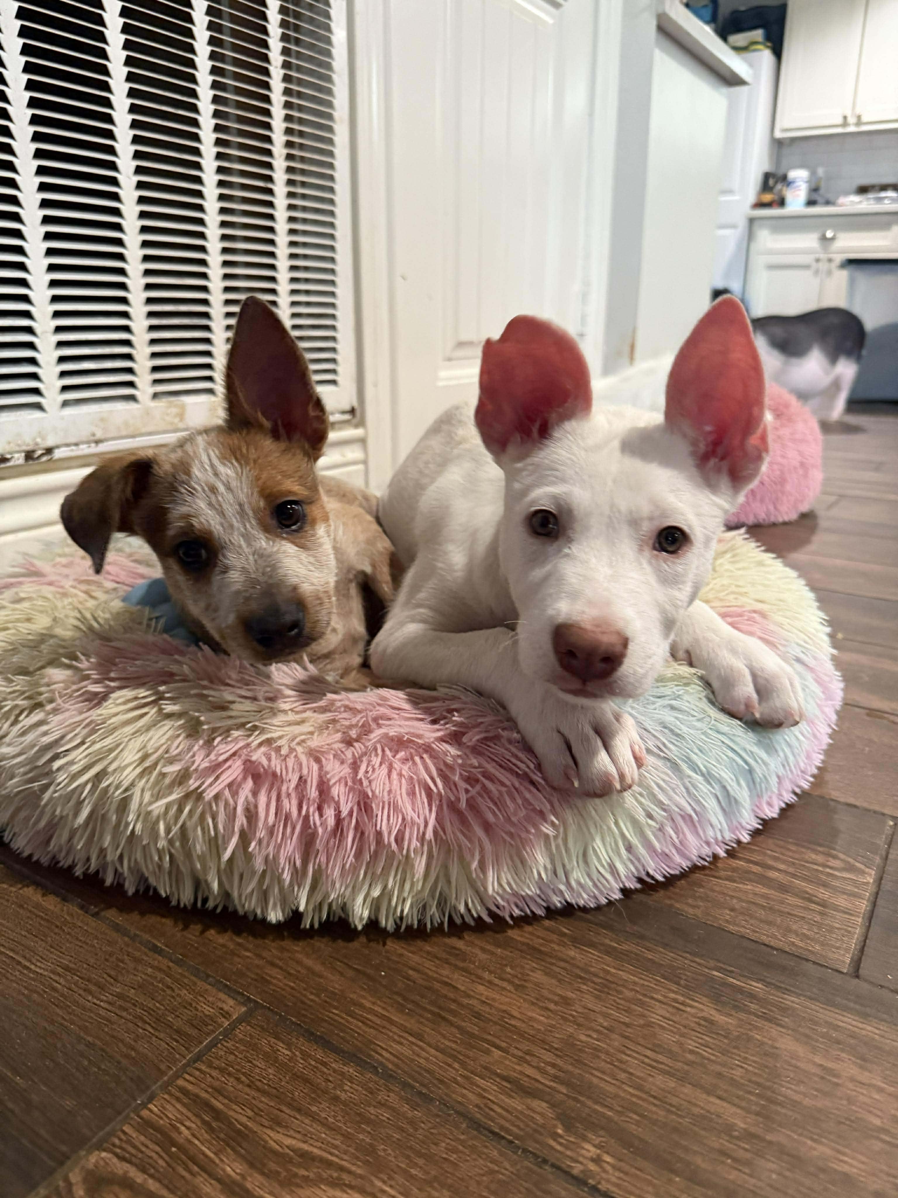 Enlarge Bam Bam, a Adoptable mixed breed in Ann Arbor, MI image 6/6