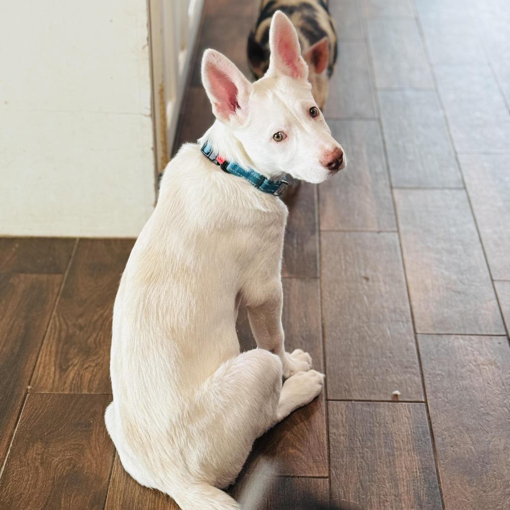 Enlarge Bam Bam, a Adoptable mixed breed in Houston, TX image 2/3