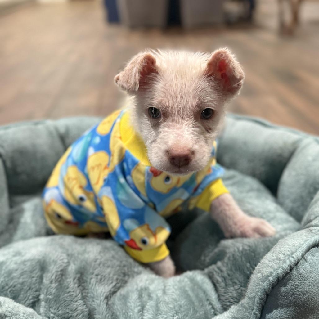 Enlarge Bam Bam, a Adoptable mixed breed in Houston, TX image 3/3