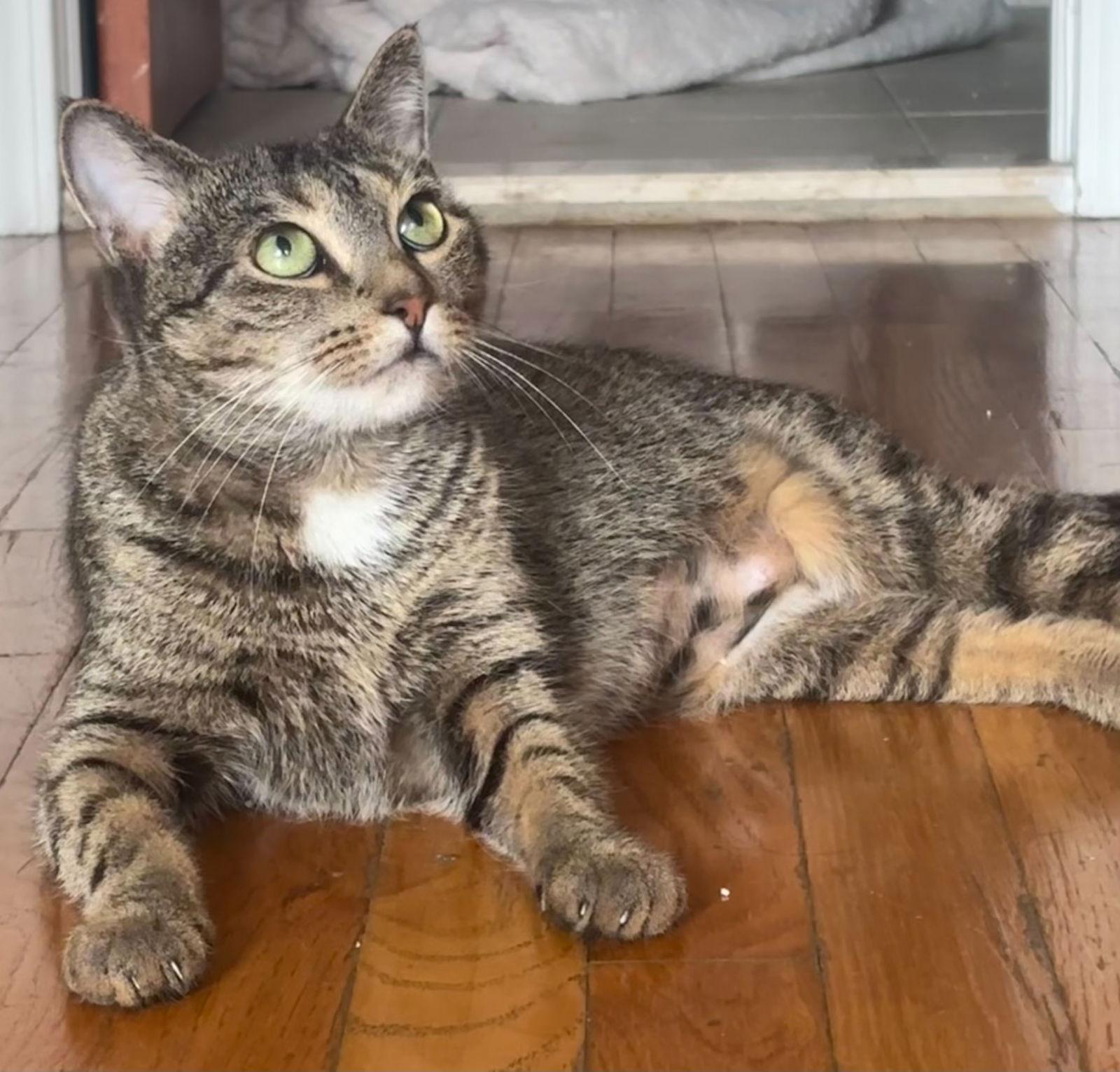 Enlarge Avery, a Adoptable Domestic Short Hair in Brooklyn, NY image 1/3