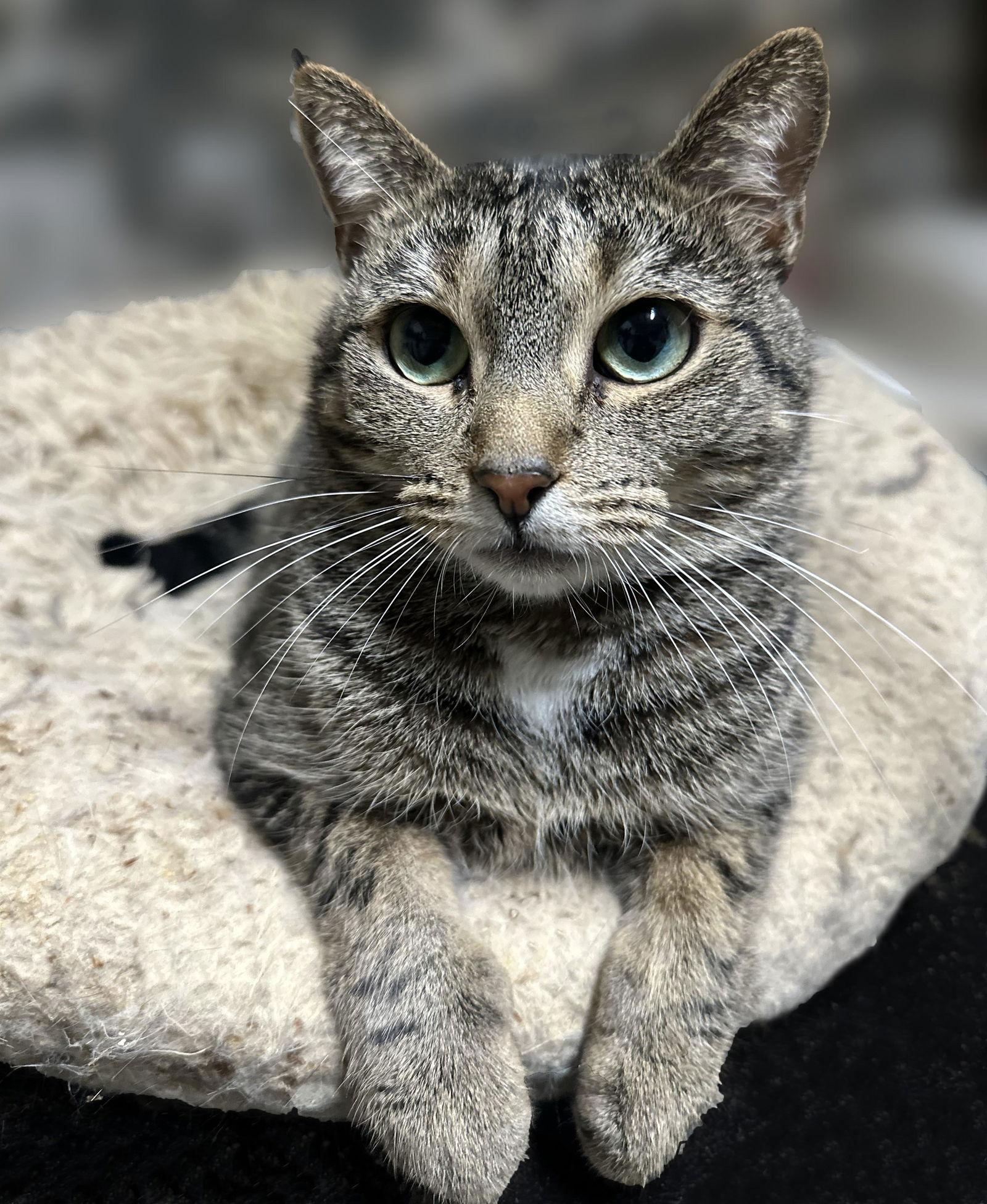 Enlarge Avery, a Adoptable Domestic Short Hair in Brooklyn, NY image 2/3