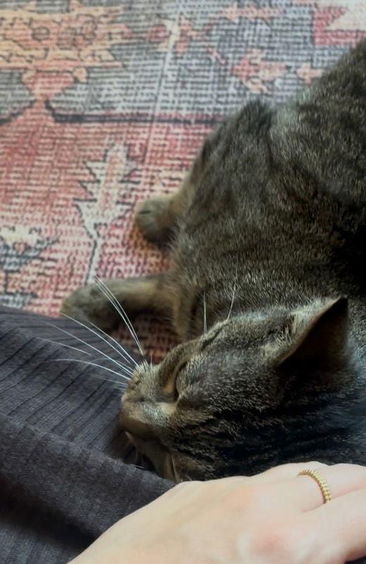 Enlarge Avery, a Adoptable Domestic Short Hair in Brooklyn, NY image 3/3