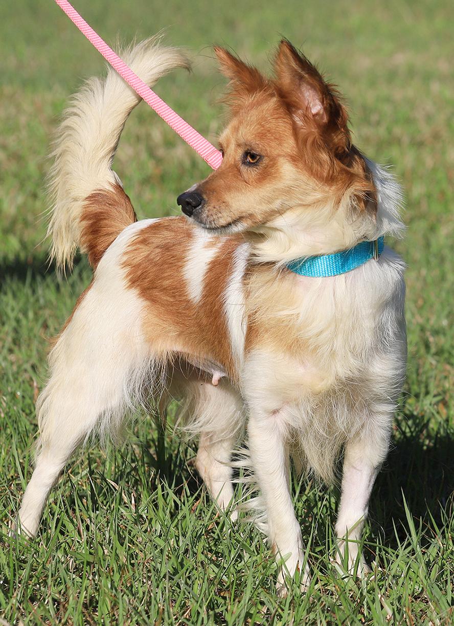 Enlarge Checkers, an adopted mixed breed in North Fort Myers, FL image 3/6