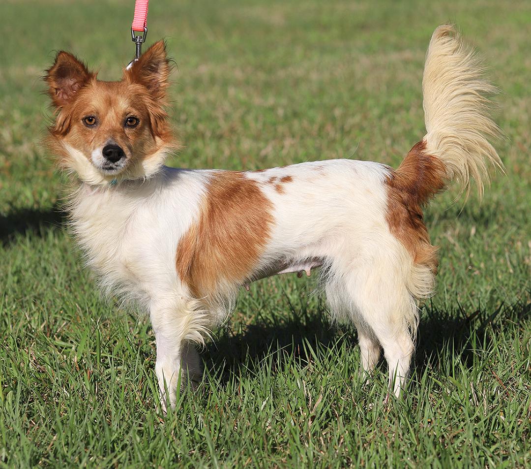Enlarge Checkers, an adopted mixed breed in North Fort Myers, FL image 4/6