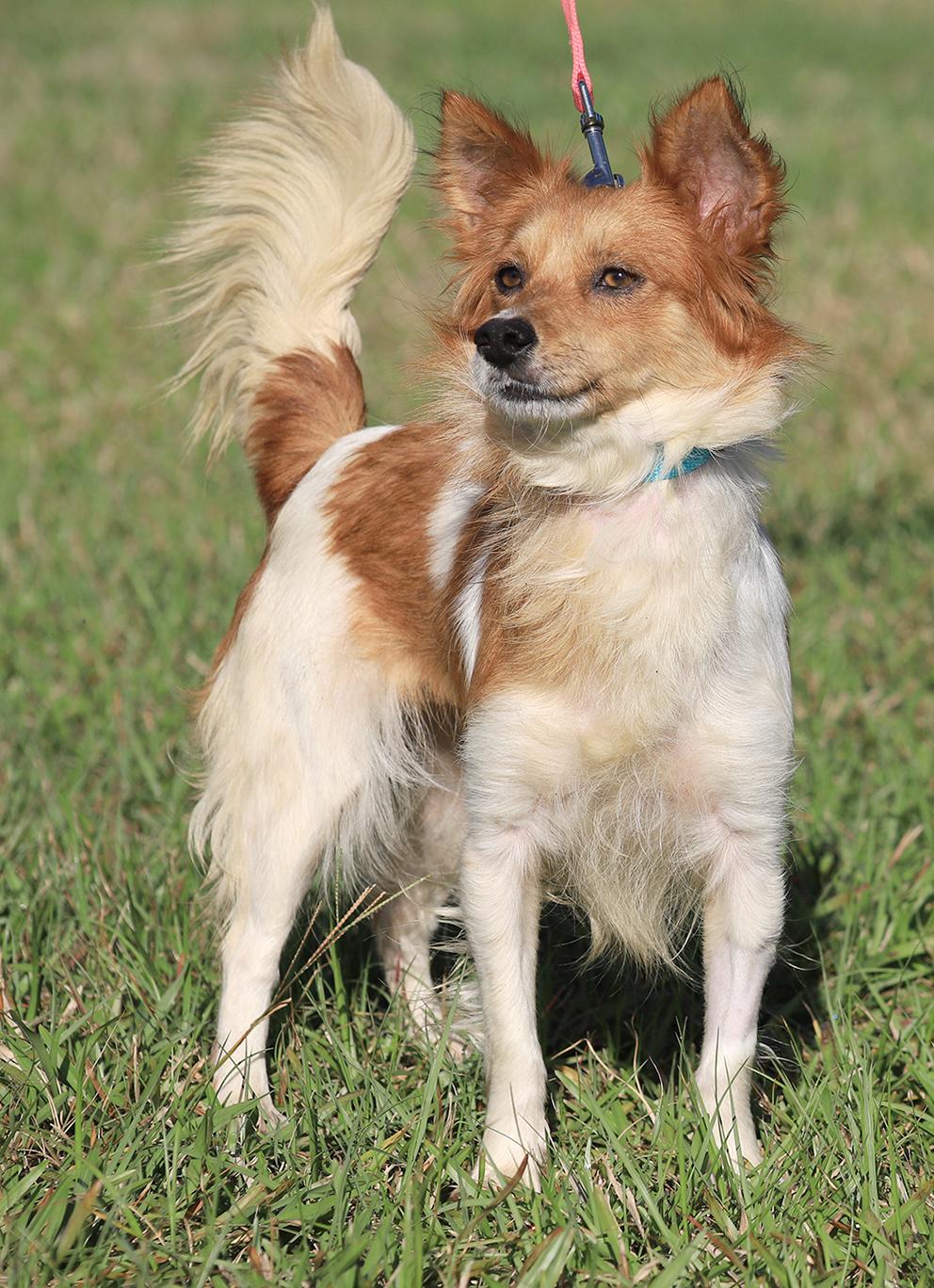 Enlarge Checkers, an adopted mixed breed in North Fort Myers, FL image 6/6