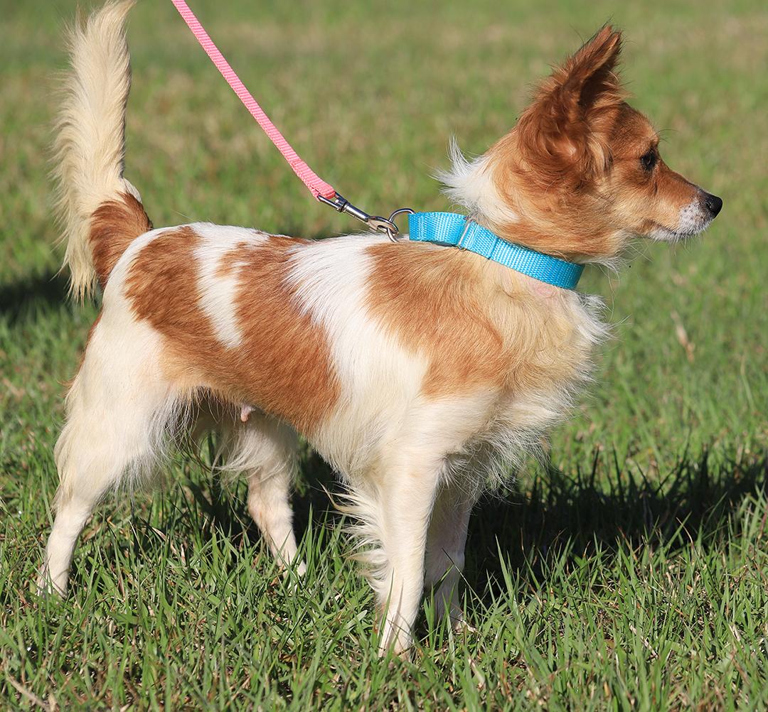 Enlarge Checkers, an adopted mixed breed in North Fort Myers, FL image 2/6