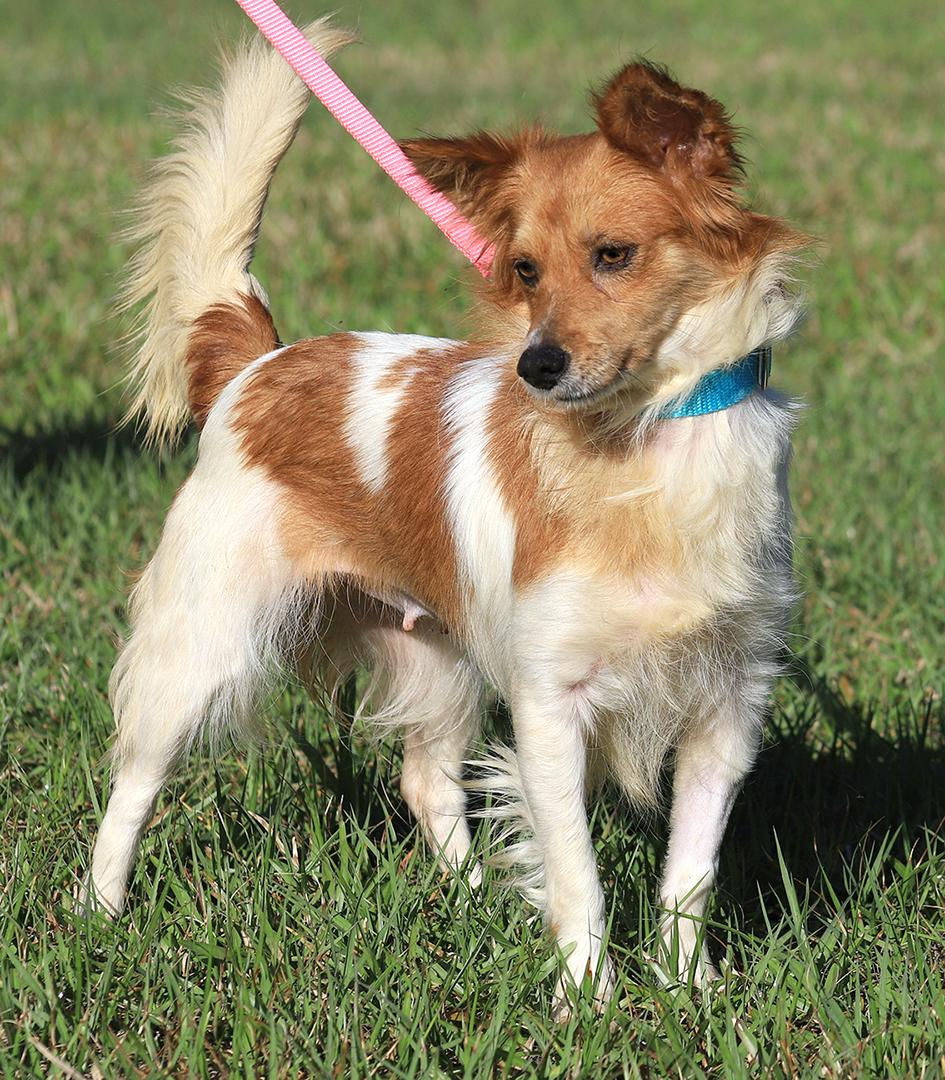 Checkers, adopted, Young Female Chihuahua.