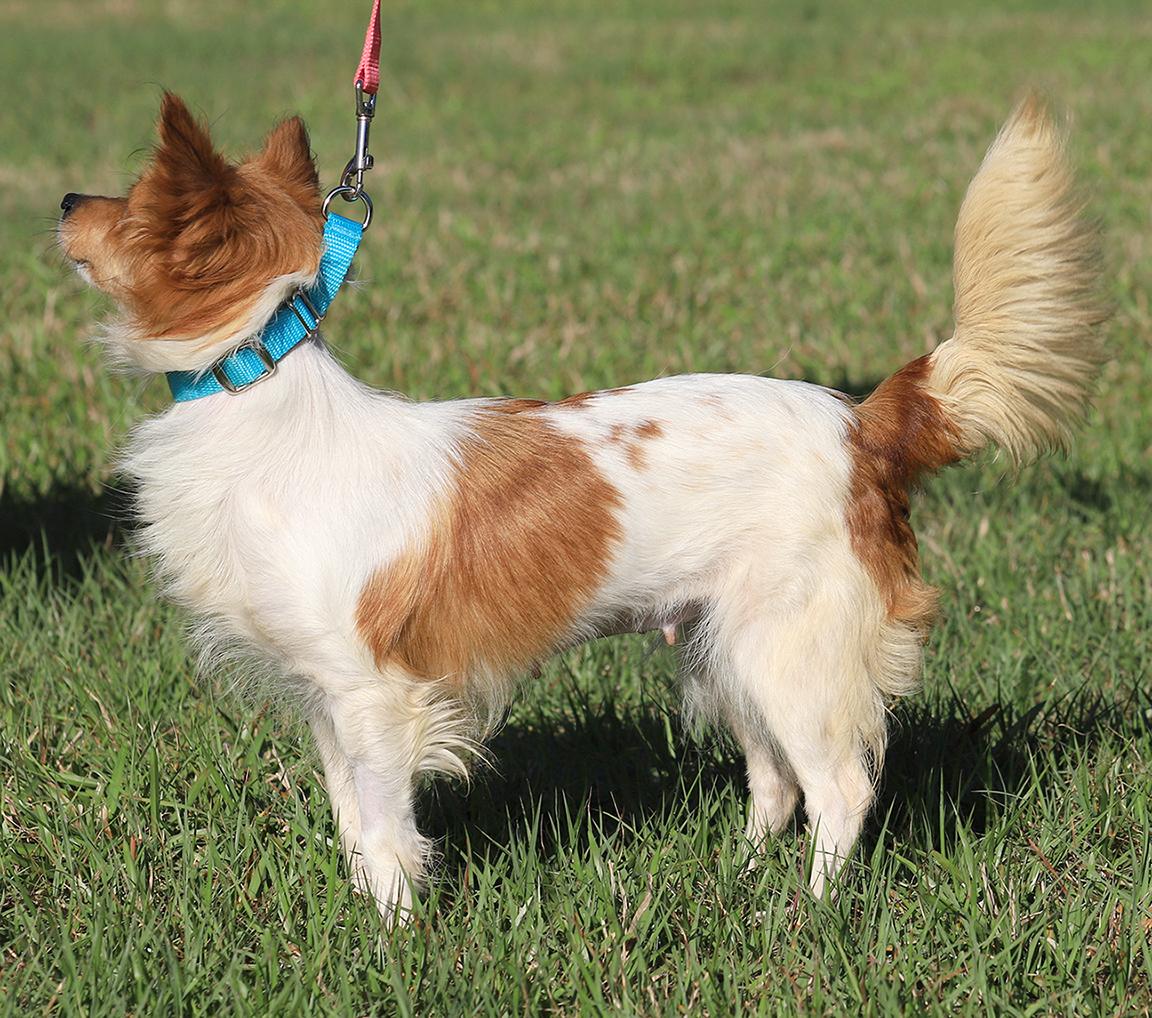 Enlarge Checkers, an adopted mixed breed in North Fort Myers, FL image 5/6