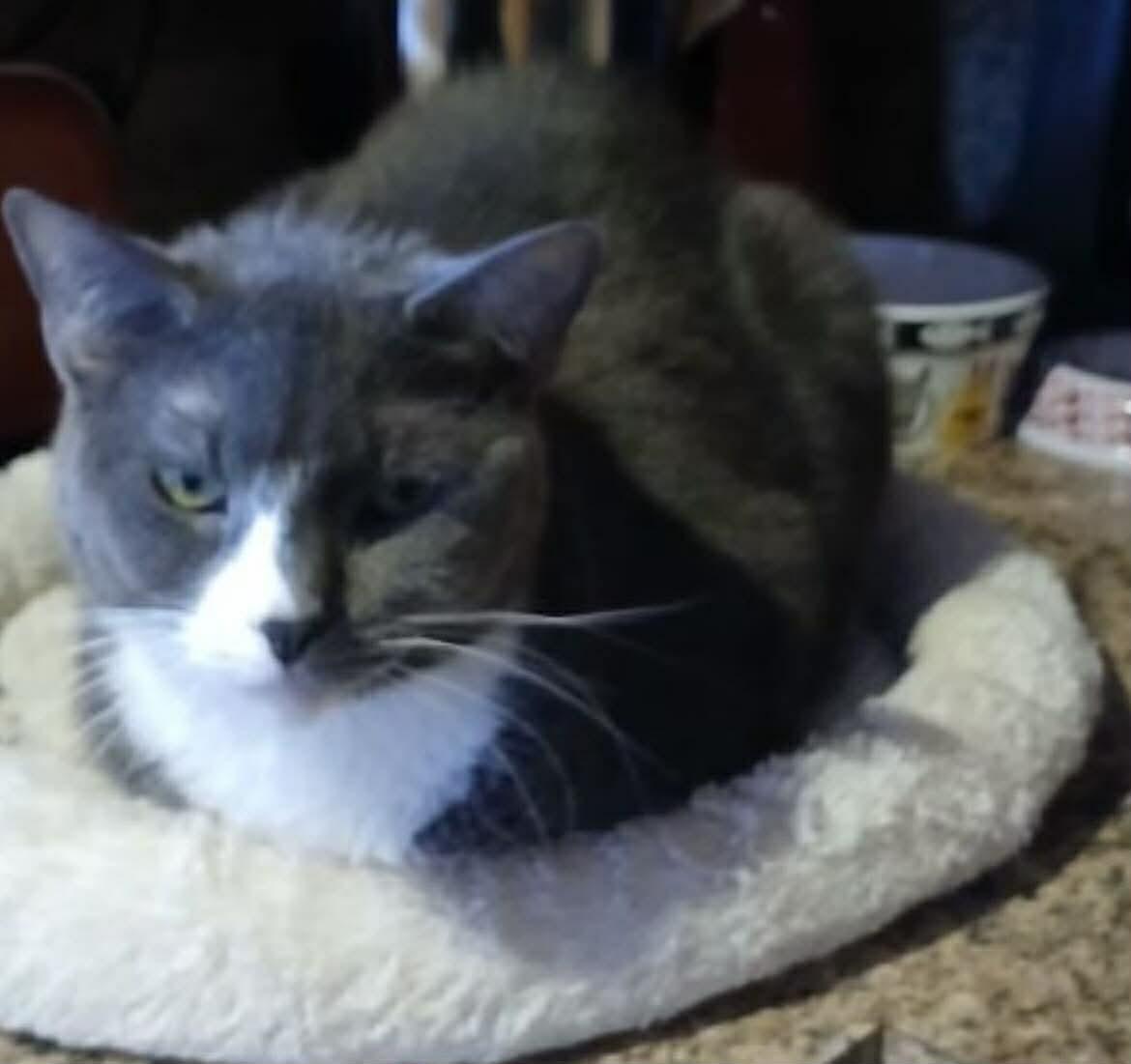 Enlarge Millie , a ADOPTABLE Domestic Short Hair in Woodmere, NY image 2/2