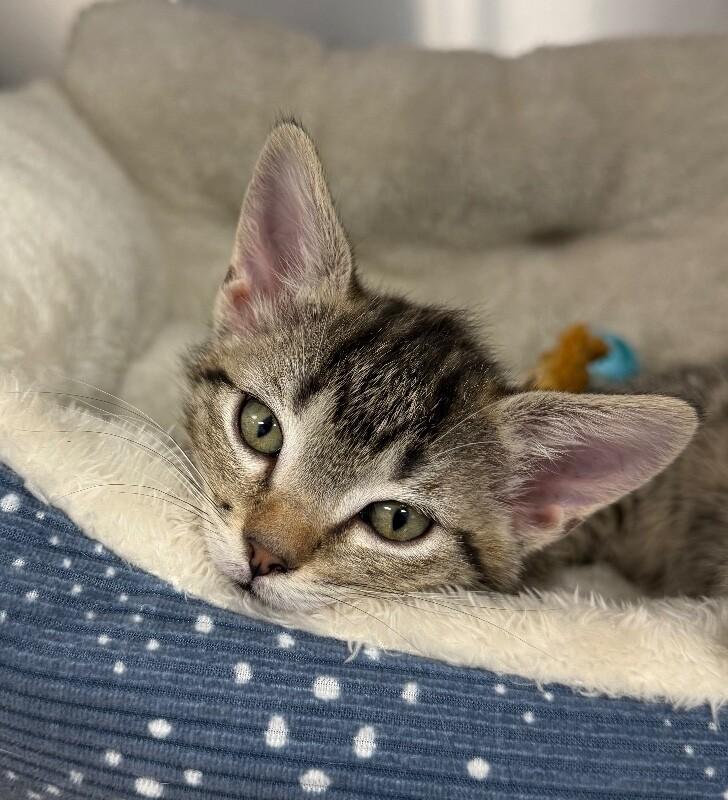 Enlarge Opal, a Adoptable Domestic Short Hair in Yankton, SD image 1/4