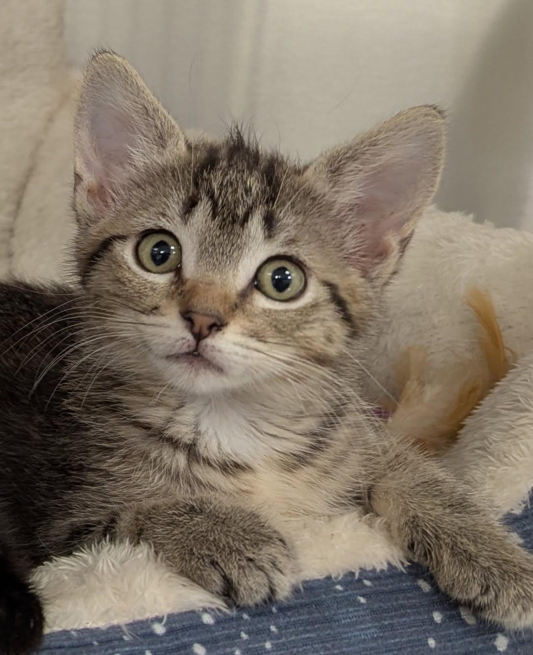 Enlarge Opal, a Adoptable Domestic Short Hair in Yankton, SD image 2/4