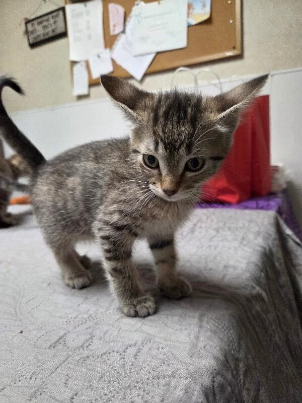 Enlarge Opal, a Adoptable Domestic Short Hair in Yankton, SD image 4/4