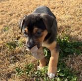 Rottie — thumbnail 2