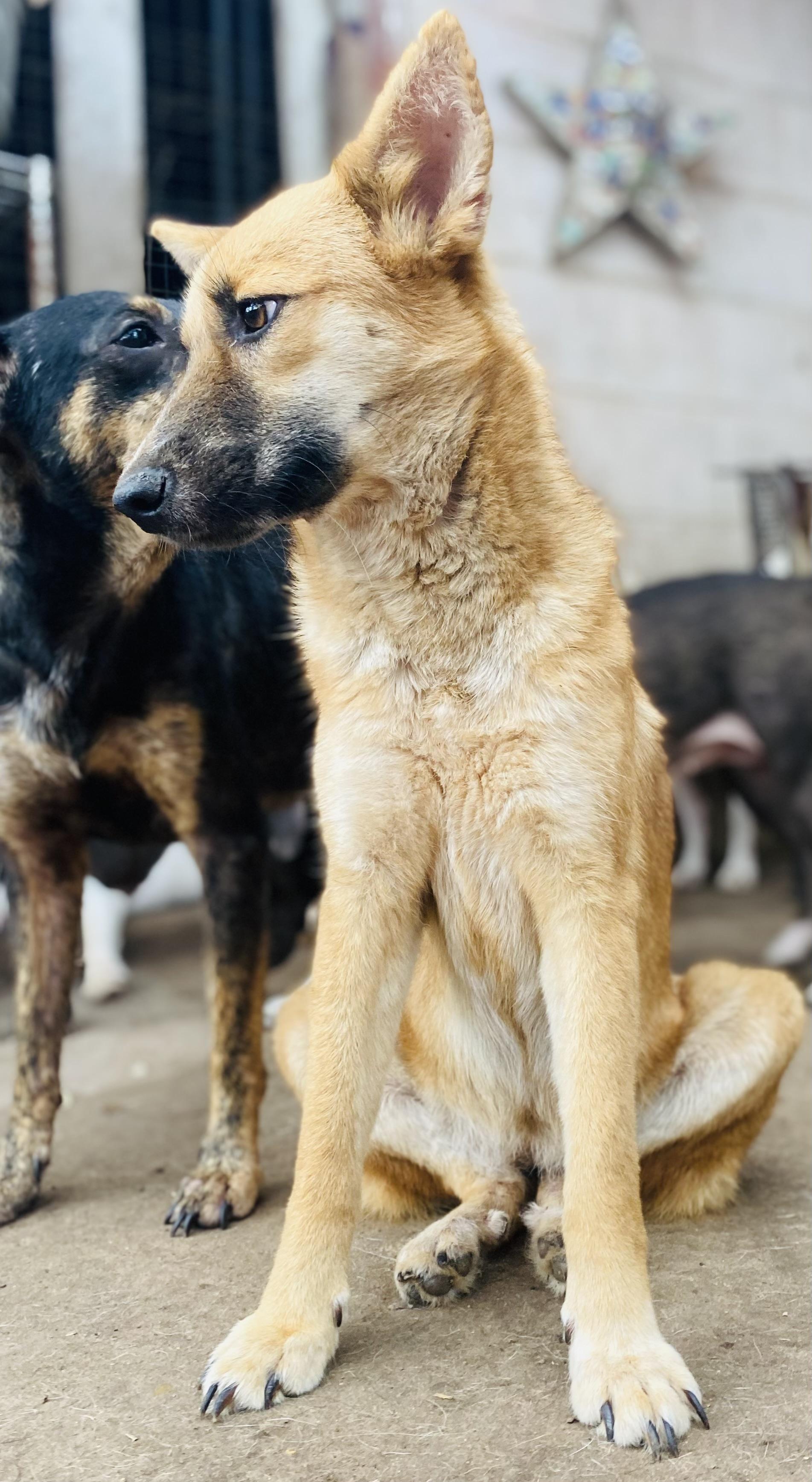 Enlarge Tulip Tuletta PC, an adopted German Shepherd Dog in Madison, WI image 5/5