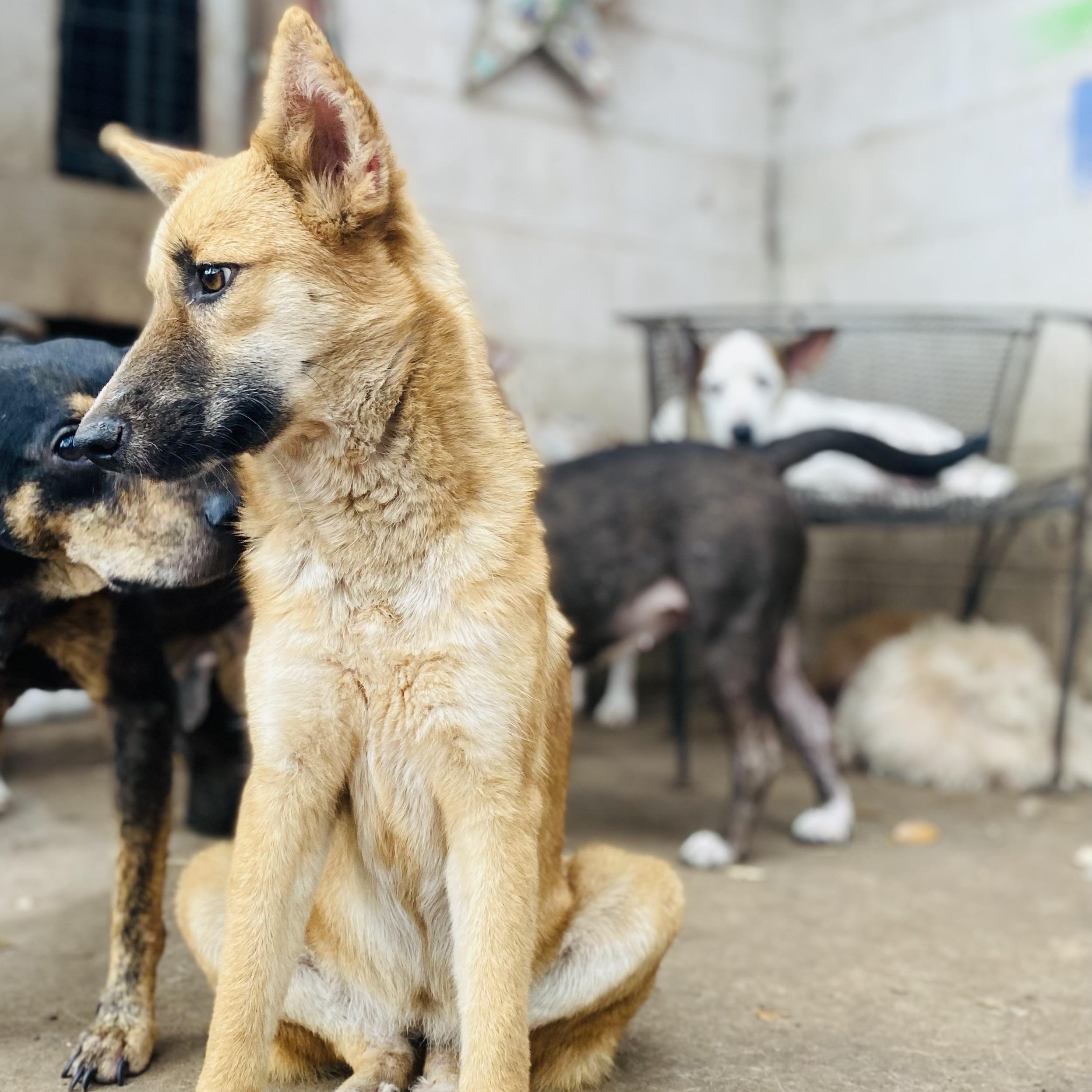 Enlarge Tulip Tuletta PC, an adopted German Shepherd Dog in Madison, WI image 2/5