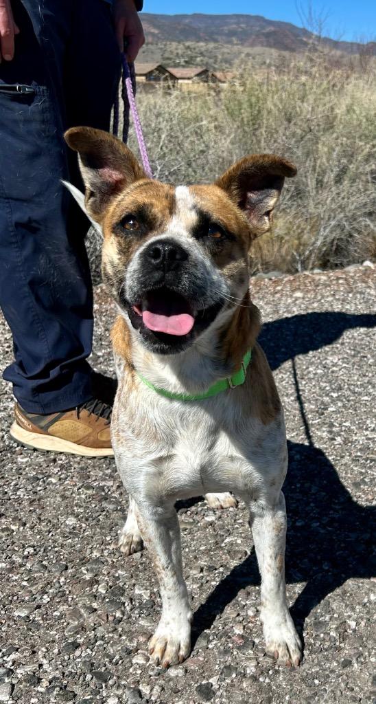 Edward, Adoptable, Adult Male Boxer & Cattle Dog.