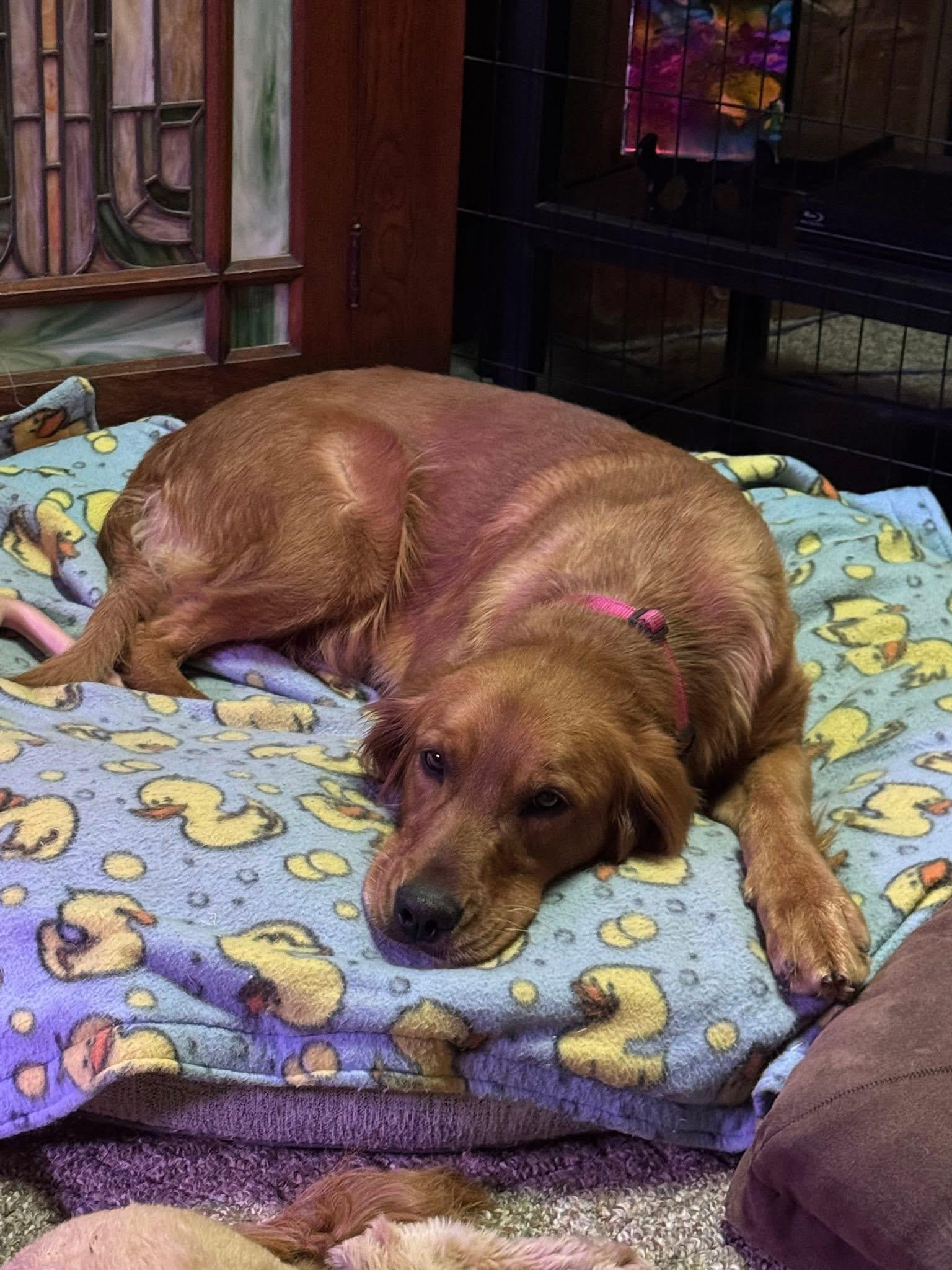 Enlarge Pheasant ADOPTED, an adopted Golden Retriever in Union Grove, WI image 1/4